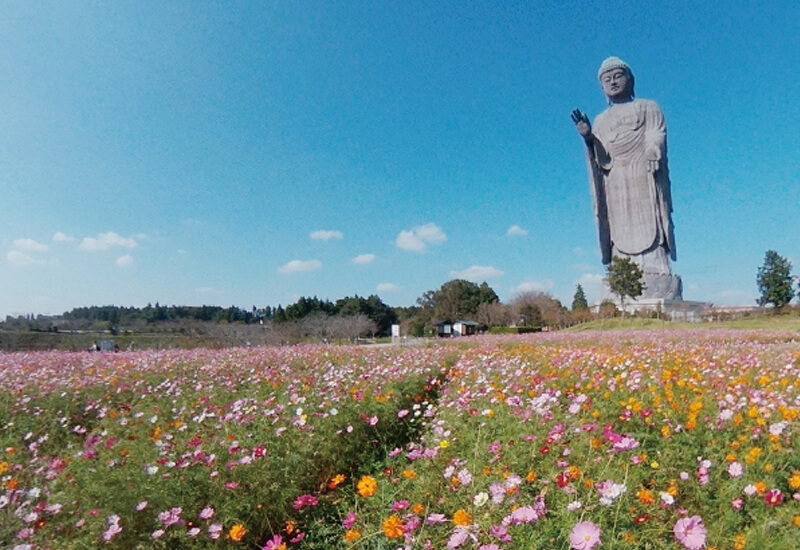 牛久浄苑 10月 コスモス花畑