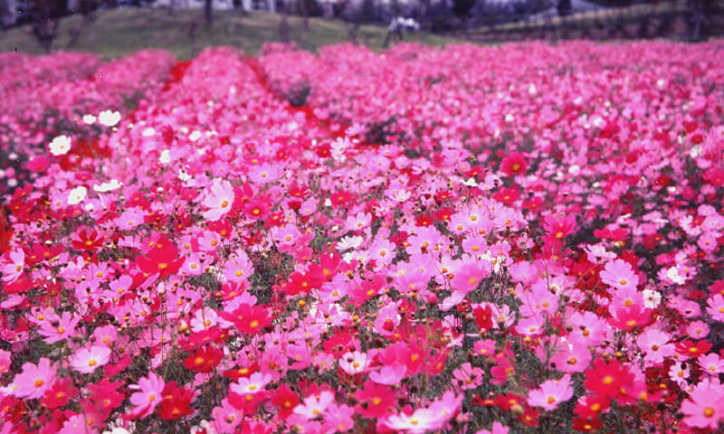 お花摘み