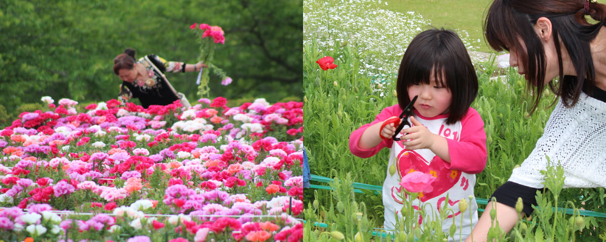 花摘み